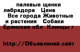 палевые щенки лабрадора › Цена ­ 30 000 - Все города Животные и растения » Собаки   . Брянская обл.,Клинцы г.